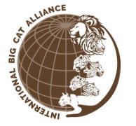 IBCA